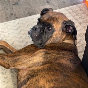 Meet your Posher, Tyson